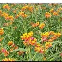 Asclepias Curassavica - Mexican Butterfly (Bare Root)